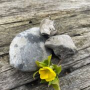 crocus brooch-silver